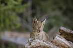 cub portrait