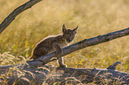 sitting cub