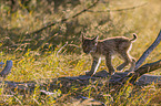 walking cub