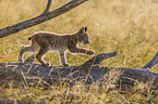 walking cub