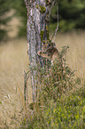 climbing cub