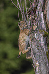 climbing cub