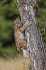 climbing cub