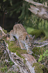 walking cub