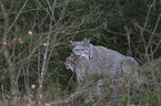 Eurasian Lynxes