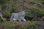 Eurasian Lynx