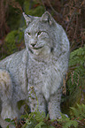 Eurasian Lynx