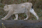 Eurasian Lynx