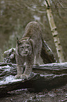 Eurasian Lynx