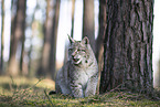 Eurasian Lynx