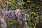 Eurasian Lynx