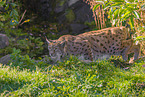 Eurasian Lynx