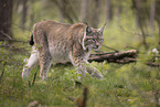 Eurasian Lynx