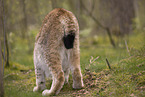 Eurasian Lynx