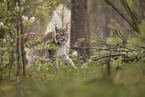 Eurasian Lynx