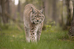 Eurasian Lynx