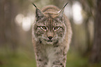 Eurasian Lynx