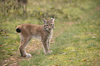 Eurasian Lynx cub