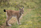 Eurasian Lynx cub