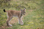 Eurasian Lynx cub