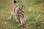 Eurasian Lynx cub