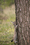 Eurasian Lynx cub