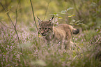 Eurasian Lynx cub