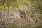 Eurasian Lynx cub