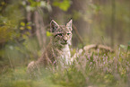 Eurasian Lynx cub