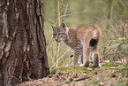 Eurasian Lynx cub