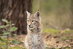 Eurasian Lynx cub