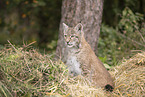 Eurasian Lynx cub