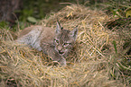 Eurasian Lynx cub