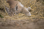 Eurasian Lynx cub