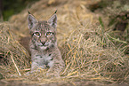 Eurasian Lynx cub