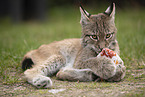 Eurasian Lynx cub