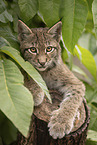 Eurasian Lynx cub