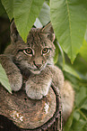 Eurasian Lynx cub