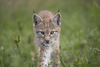 Eurasian Lynx cub