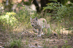 Eurasian Lynx cub