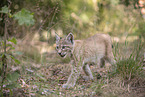 Eurasian Lynx cub