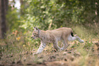 Eurasian Lynx cub