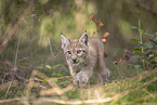 Eurasian Lynx cub