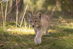 Eurasian Lynx cub