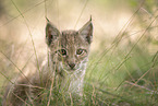 Eurasian Lynx cub