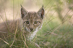 Eurasian Lynx cub