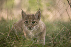 Eurasian Lynx cub