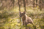 Eurasian Lynx cub