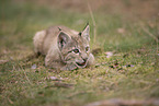 Eurasian Lynx cub