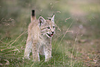 Eurasian Lynx cub